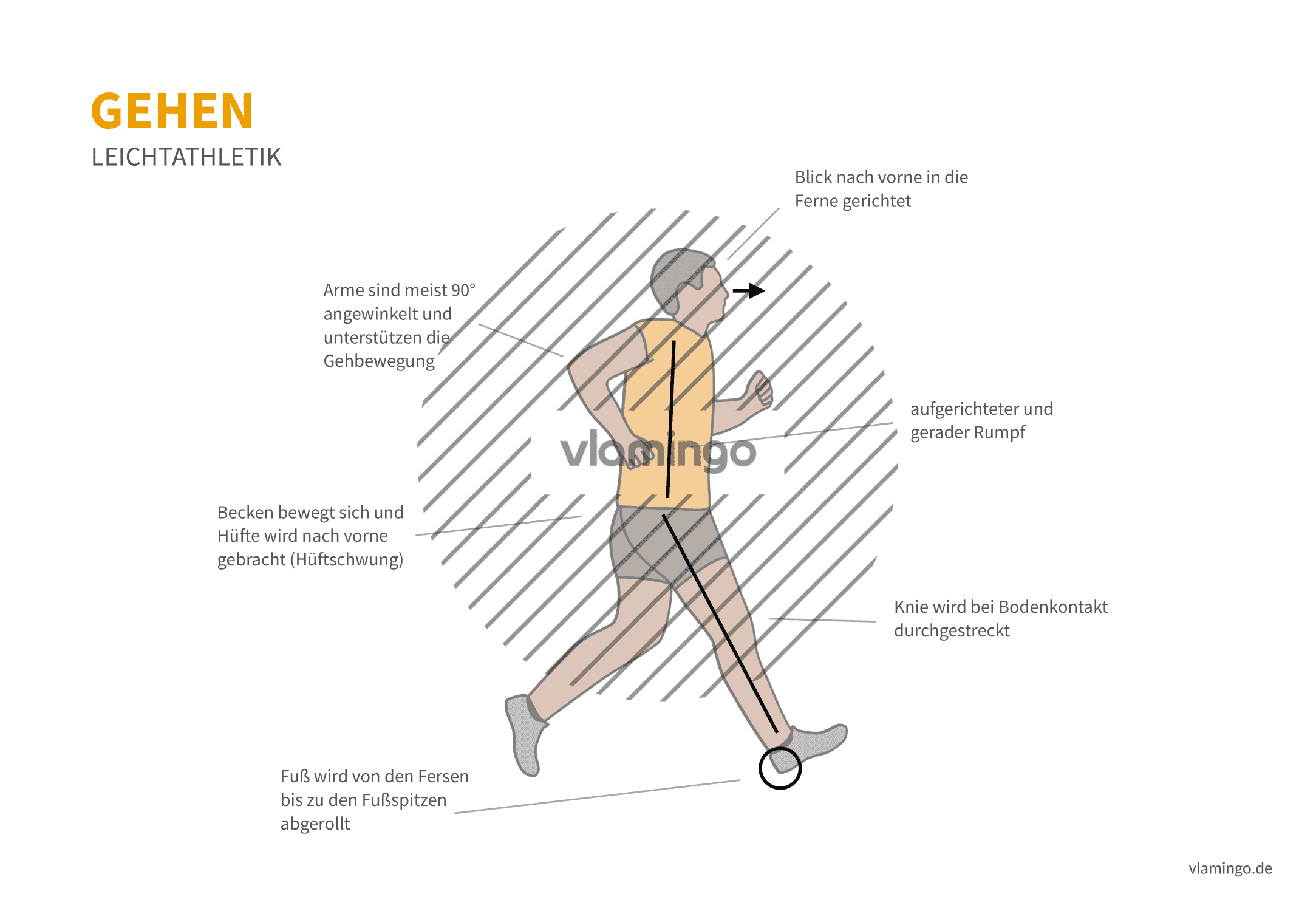 Olympisches Gehen 1 (Bewegungsanalyse) - Leichtathletik