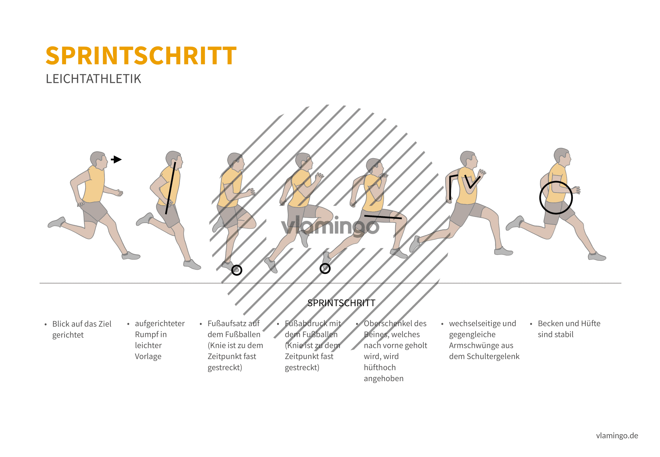 Phasen- im Überblick Bewegungsbeschreibung & Technik-, Sprinten: